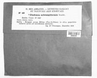 Cladonia subrangiformis image